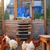 Vacant Lot Farm Gets Chicken Coop